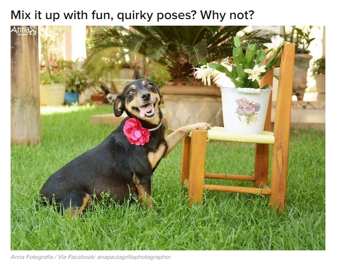 Dog Maternity Photo session