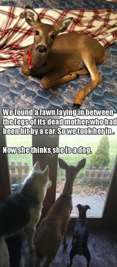 Deer thinks he's a dog